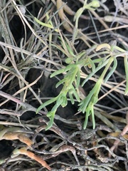 Caryophyllales