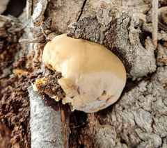 Inocutis tamaricis