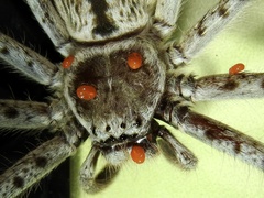 Holconia immanis
