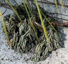 Selaginella acanthonota
