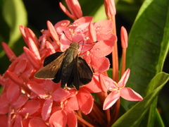 Asbolis capucinus