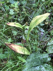 Platanthera psycodes