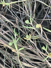 Spergularia canadensis