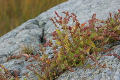 Atriplex