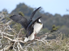 Threskiornis spinicollis