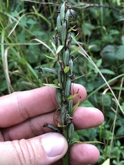 Platanthera psycodes