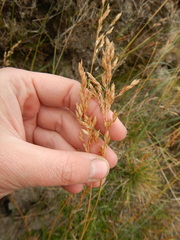 Poa alpina