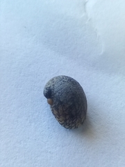 Theodoxus fluviatilis