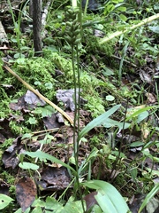 Platanthera clavellata