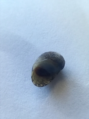 Theodoxus fluviatilis