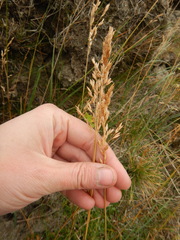 Poa alpina