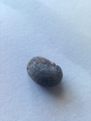 Theodoxus fluviatilis