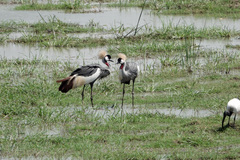 Balearica regulorum