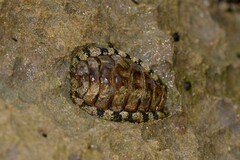 Polyplacophora