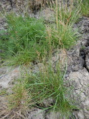 Poa alpigena