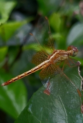 Neurothemis intermedia