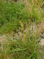 Poa alpigena