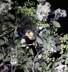 Pteropus conspicillatus