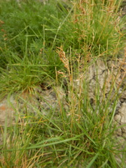 Poa alpigena