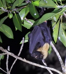 Pteropus conspicillatus