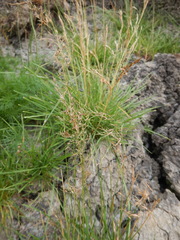 Poa alpigena