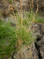 Poa alpigena