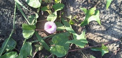 Ipomoea bonariensis