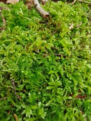 Eurhynchium striatum