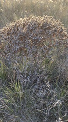 Goniolimon tataricum