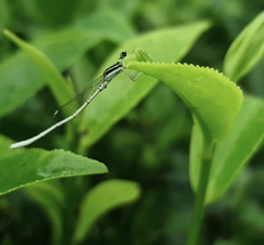 Agriocnemis lacteola