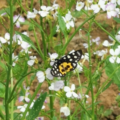 Chelonomorpha japana