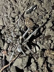 Lycosoidea