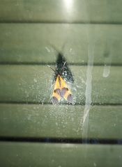 Dycladia