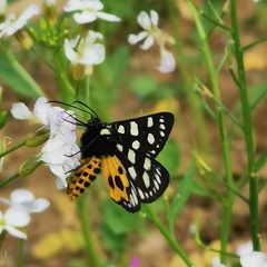 Chelonomorpha japana