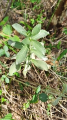 Mercurialis tomentosa