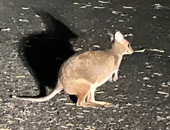 Thylogale stigmatica