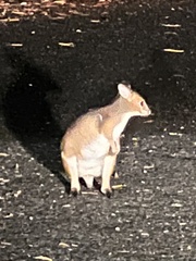 Thylogale stigmatica