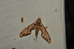 Protambulyx eurycles