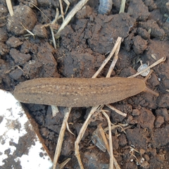 Phyllocaulis soleiformis