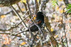 Icterus pyrrhopterus