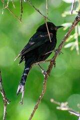 Icterus pyrrhopterus