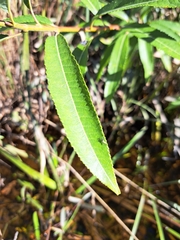 Salix petiolaris