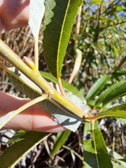 Salix petiolaris