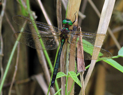 Heteronaias heterodoxa