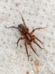 Trochosa terricola