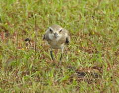 Charadrius mongolus