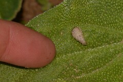 Cochlicella acuta