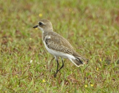 Charadrius mongolus