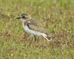 Charadrius mongolus