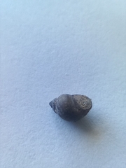 Potamopyrgus antipodarum